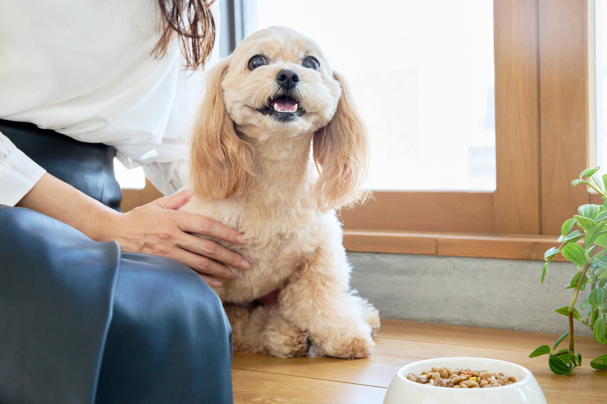 愛犬がドッグフードを食べないときに家庭でできる対処法